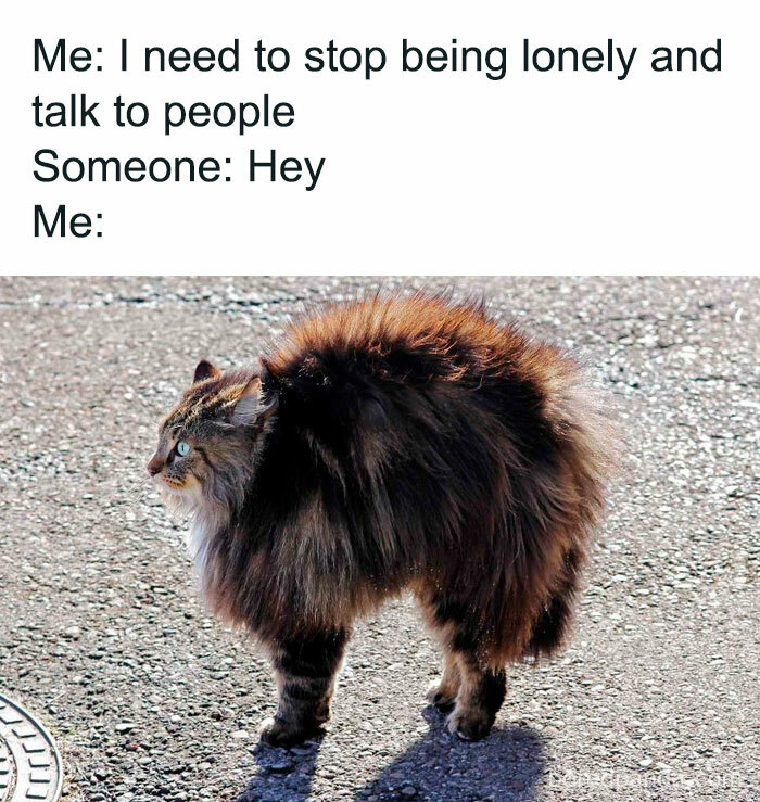 Fluffy cat appearing startled with a relatable mental health meme about social anxiety.