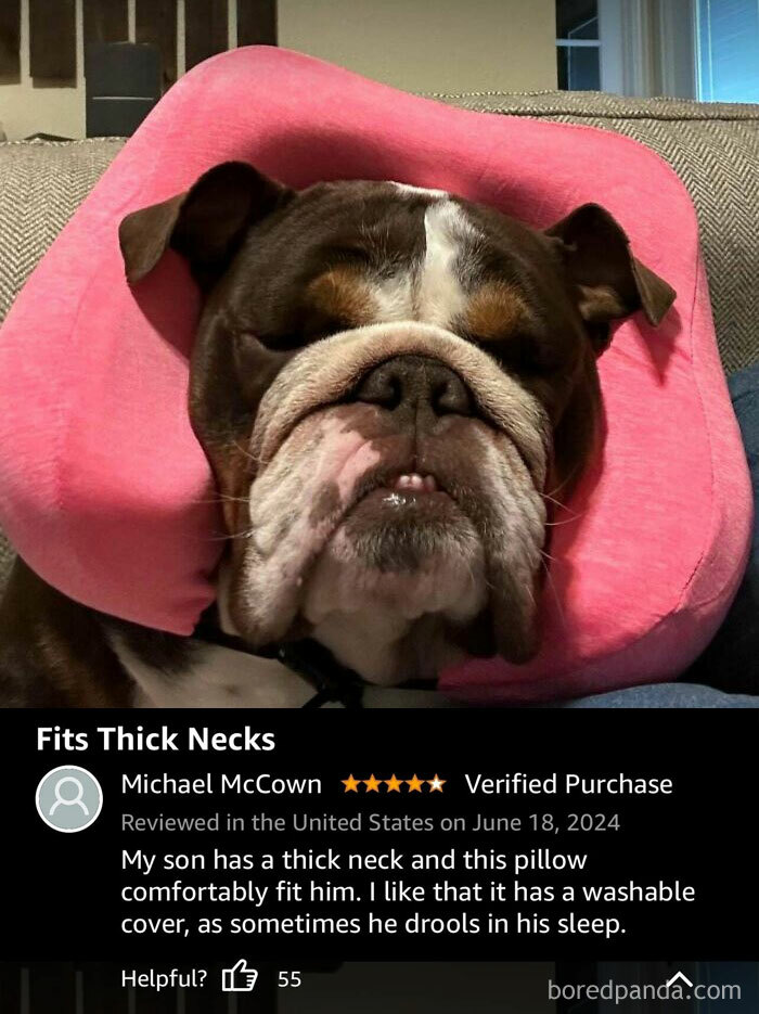 Dog with a pink neck pillow in a funny Amazon review about its fit and washability, rated 5 stars.