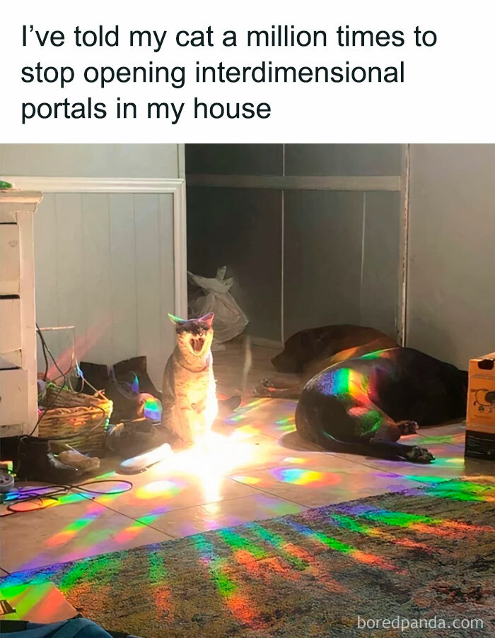 Cat in play mode surrounded by rainbow light, looking mischievous in a cluttered room with a humorous caption above.