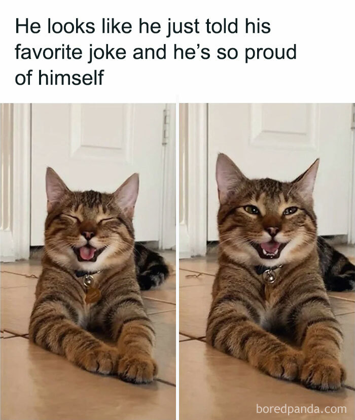 Cat in play mode, lying on the floor with a funny, proud expression, as if laughing at its own joke.