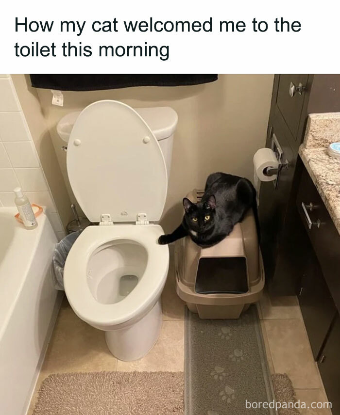 A black cat sitting in a bathroom by a toilet and litter box, embodying cat in play mode with a humorous attitude.