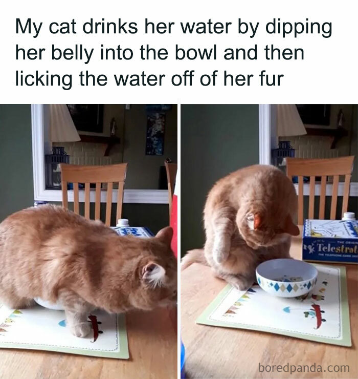 Cat in play mode dipping belly into water bowl, displaying quirky drinking behavior.