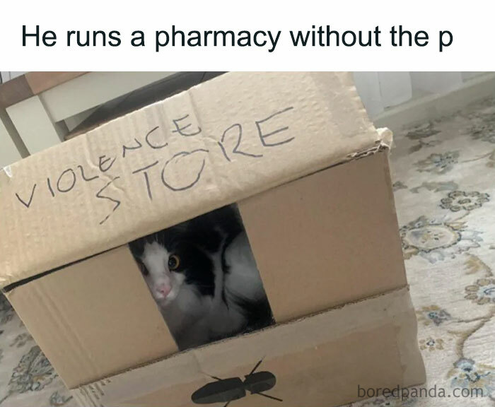 Cat in play mode hiding inside a cardboard box labeled "violence store" with a humorous caption above.