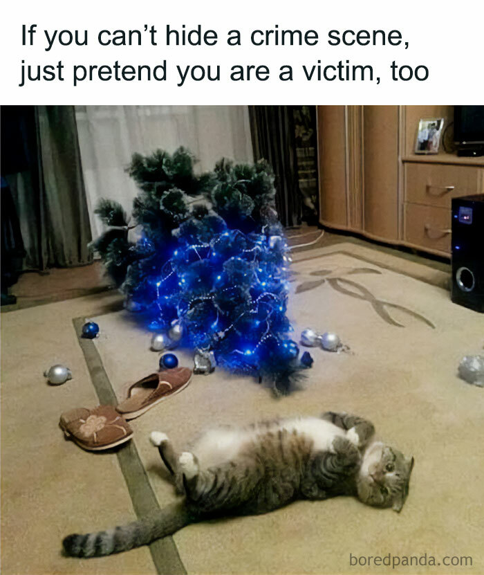 Cat in play mode lying beside a fallen Christmas tree with blue lights, humorously pretending innocence.