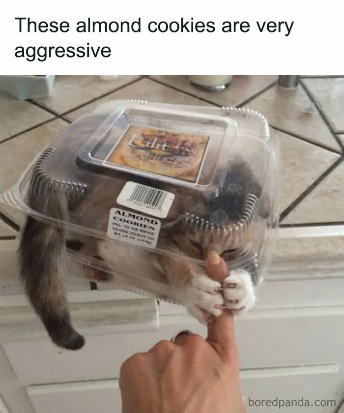 Cat in play mode, playfully attacking a finger through a clear almond cookie box on a kitchen counter.