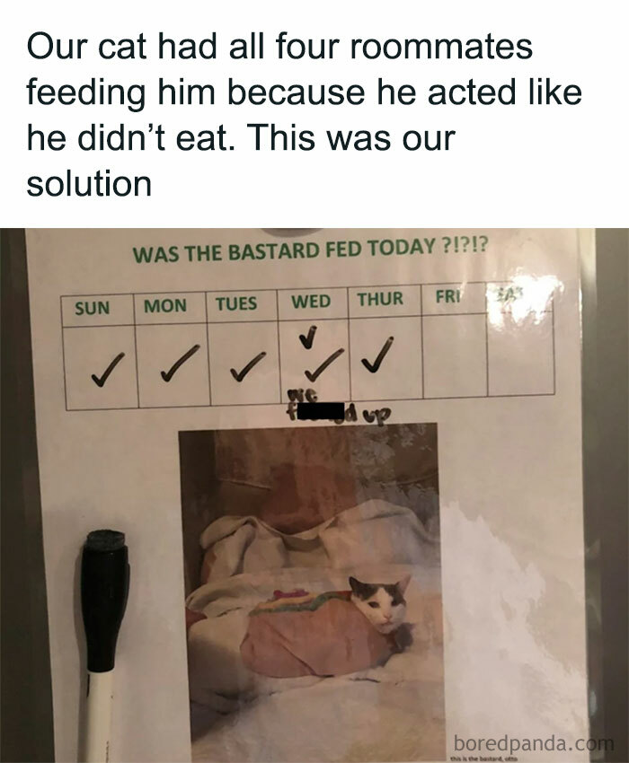 Cat in play mode with a feeding schedule chart and a funny caption about multiple feedings by roommates.