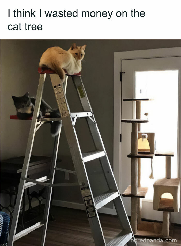 Two cats in play mode perched on a ladder, ignoring the nearby cat tree.