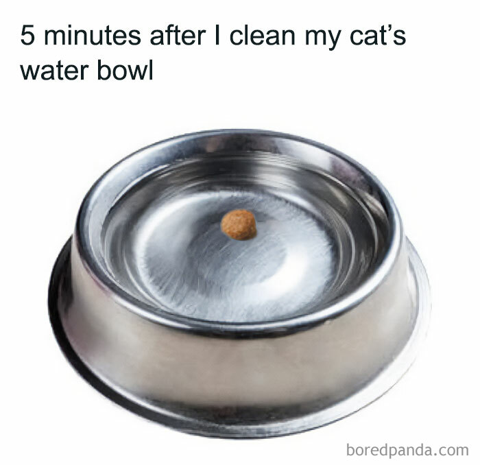 A single cat kibble floats in a clean water bowl, humorously capturing a typical feline play mode moment.