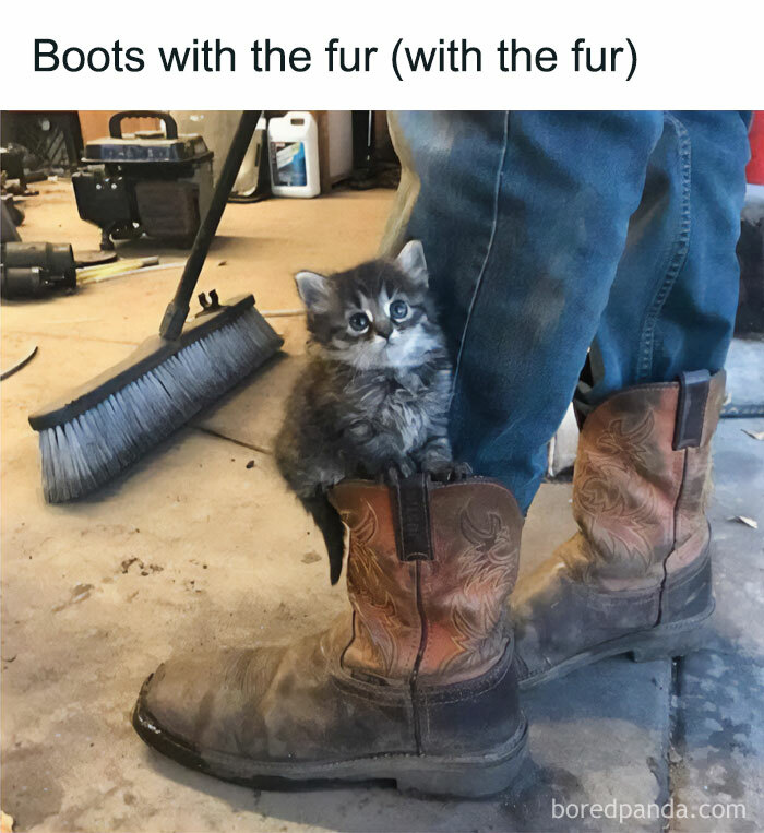 Kitten playfully sitting in cowboy boot next to a person in a garage scenario.