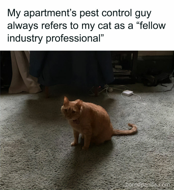 A cat in play mode, sitting on a carpet, humorously regarded as a “fellow industry professional” by pest control.