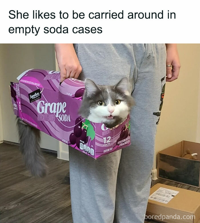 Cat in play mode sitting in an empty grape soda box, being carried around comfortably indoors.