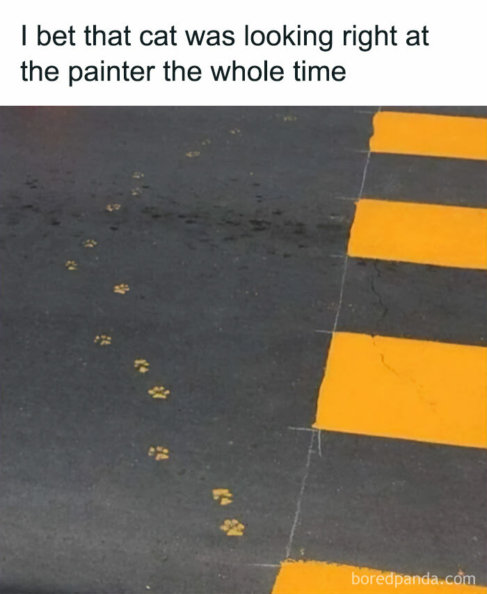 Cat in play mode: paw prints on fresh paint crossing road lines humorously.