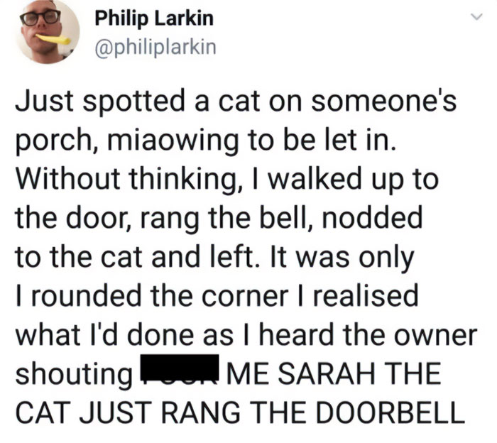 Image of a humorous cat meme; a tweet describes a cat seemingly ringing a doorbell, capturing a playful feline attitude.