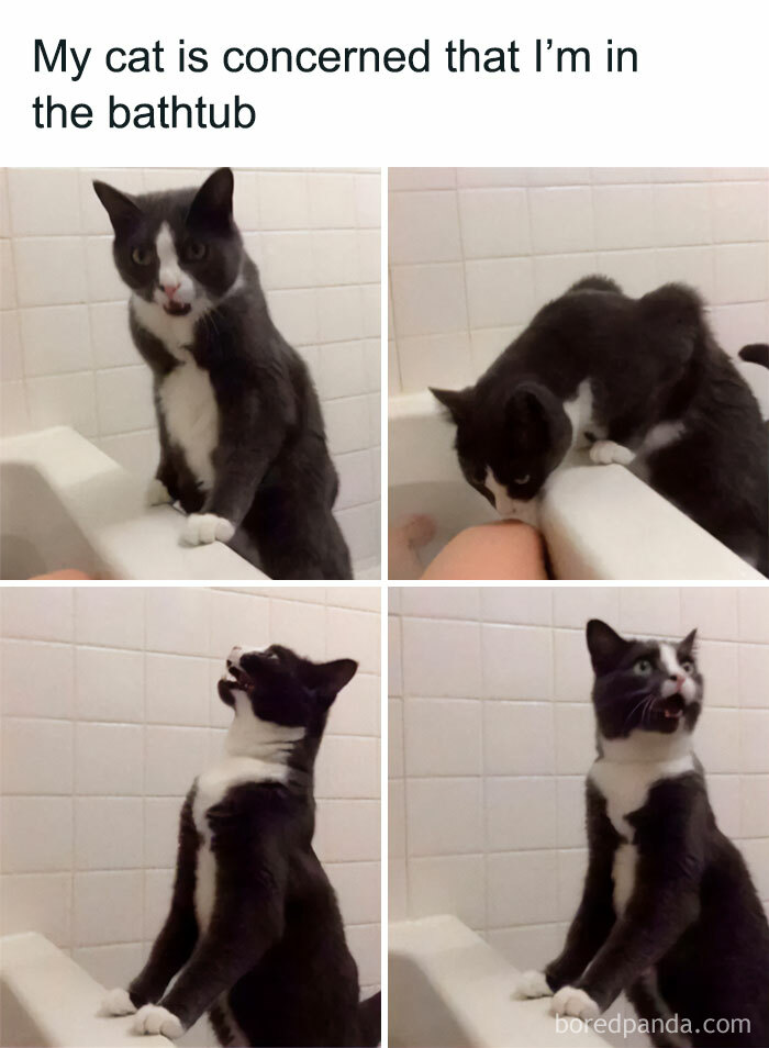 Cat in play mode humorously worried about person in bathtub, showing feline attitude.