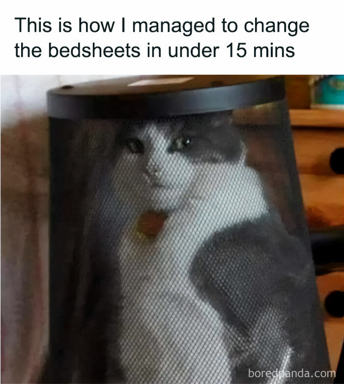 Cat in play mode, sitting inside a black trash bin with a humorous text overlay about changing bedsheets quickly.