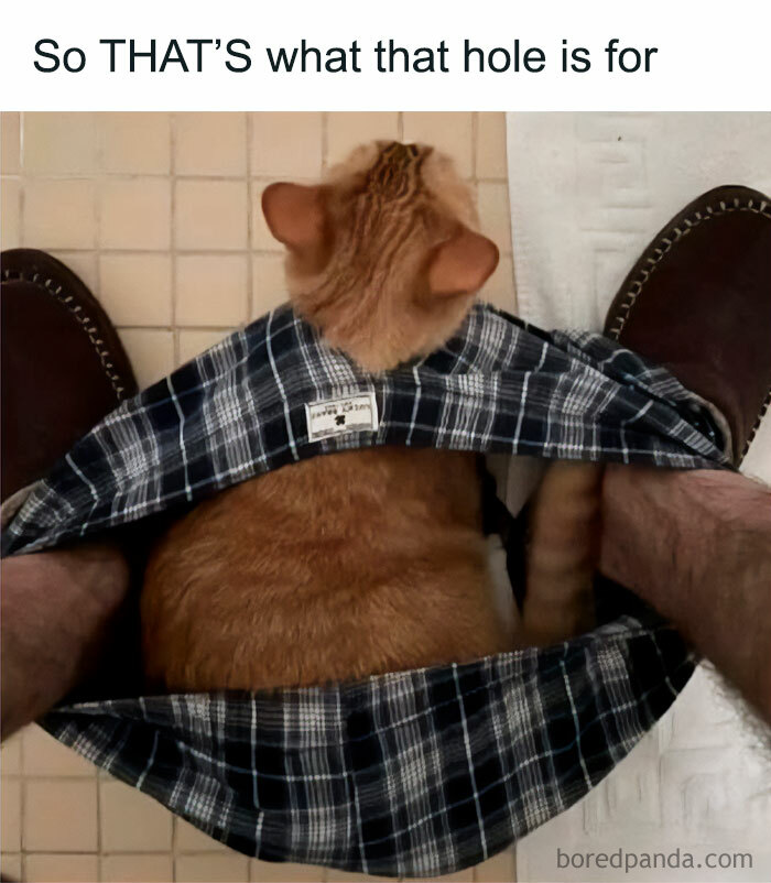 Ginger cat sitting in underwear between feet on a tiled floor, embodying a playful feline attitude.