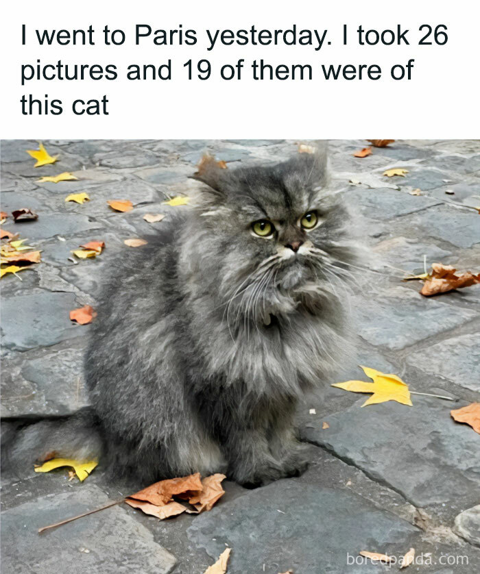 A fluffy cat on a stone path with fallen leaves, capturing classic feline attitude.