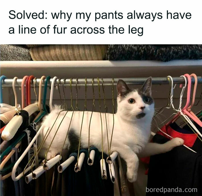 Cat lounging on hangers in closet, playfully causing fur-lined pants.