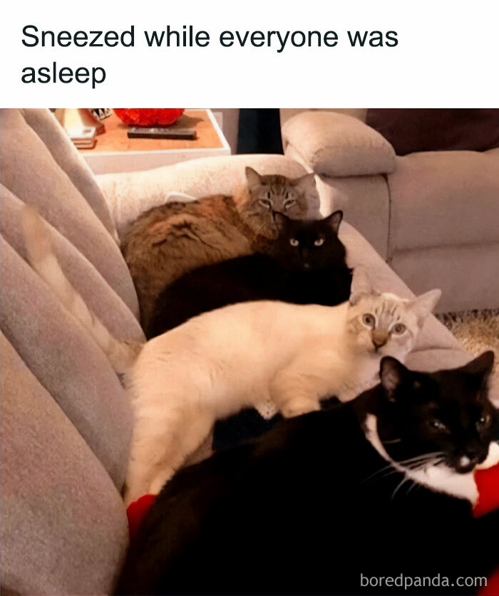 Four cats on a couch, wide-eyed and startled, capturing the funny essence of feline attitude in play mode.