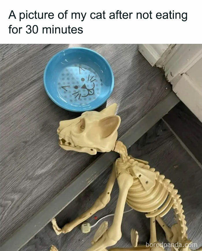 Cat in play mode meme featuring a feline skeleton beside an empty bowl on a wooden floor.