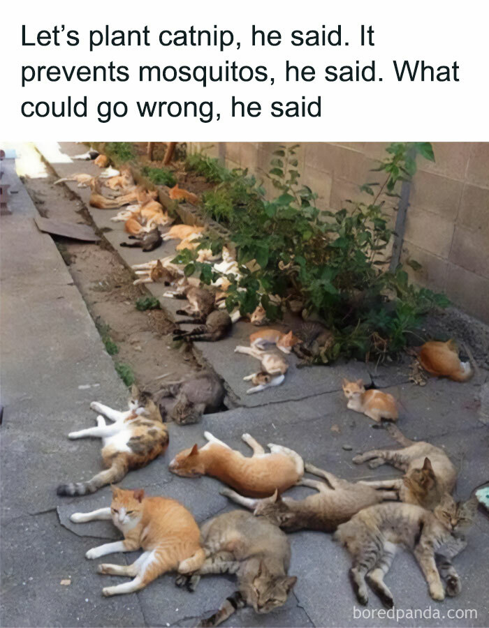 Cats lounging in a garden with catnip, humorously captioned about mosquito prevention gone wrong.