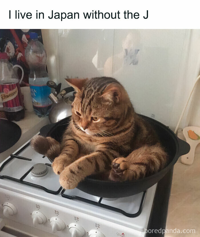 Cat in play mode sitting in a frying pan on a stove, humorously capturing feline attitude.
