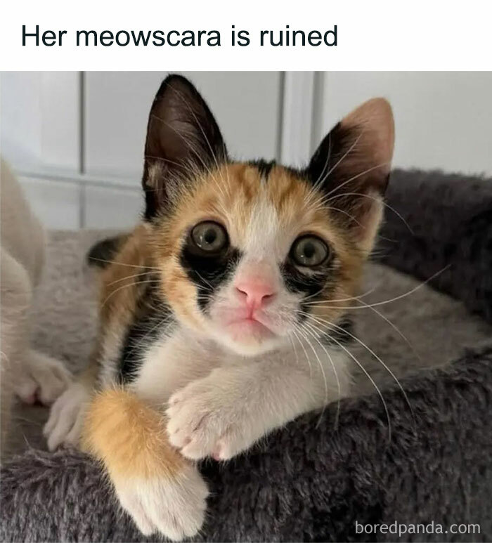 Calico kitten with smudged markings, humorously captioned about feline attitude in play mode.