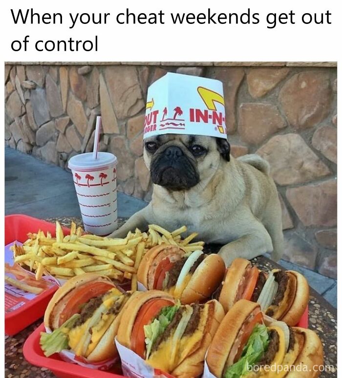 Pug with a fast-food hat surrounded by burgers and fries, showcasing humorous food memes.