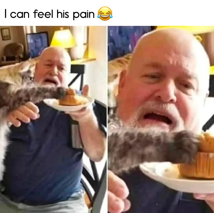Man looking distressed as a cat swipes a muffin from his plate. Food meme moment with humor and surprise.