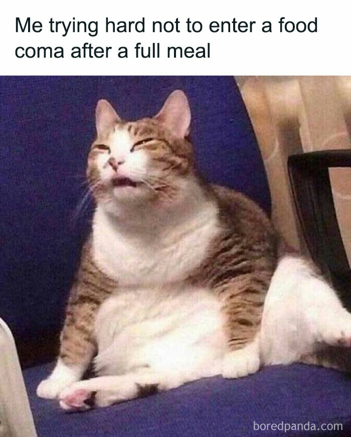 Cat sitting in a chair looking sleepy, with a caption about trying not to enter a food coma after a full meal, food memes.