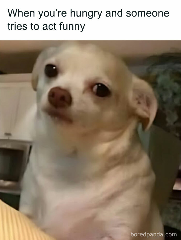 Dog with a skeptical look captioned, "When you're hungry and someone tries to act funny," highlighting food meme humor.