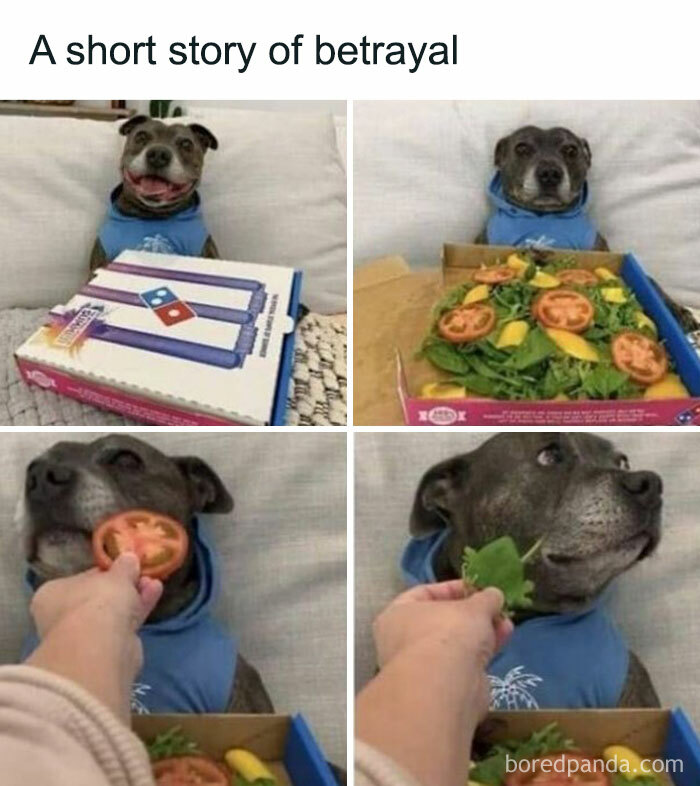 Dog disappointed by salad pizza instead of a regular one, humorously illustrating food meme.