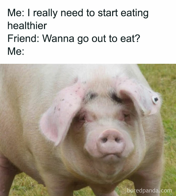 Pig with a humorous caption about eating habits, part of food memes collection.