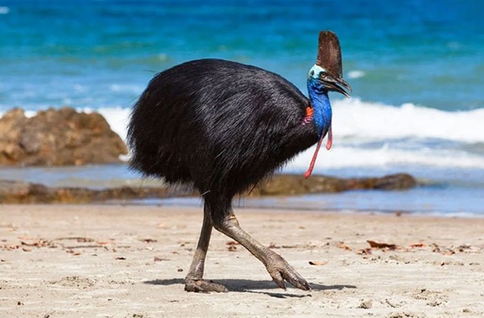 A cassowary walking along a Florida beach, representing a quirky Florida Man headline.