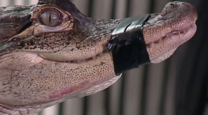 Alligator with taped snout, relating to Florida Man headlines.