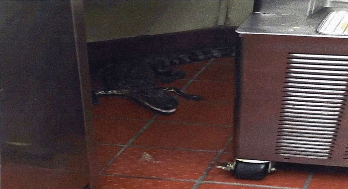 Alligator hiding in a kitchen corner on a tiled floor, highlighting a wild Florida man scenario.