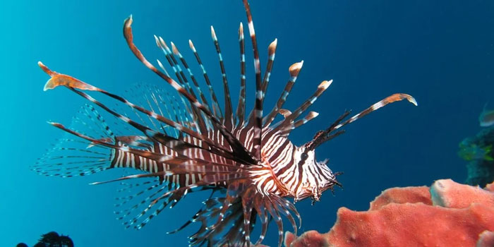 Lionfish swimming near colorful coral in a clear ocean environment.