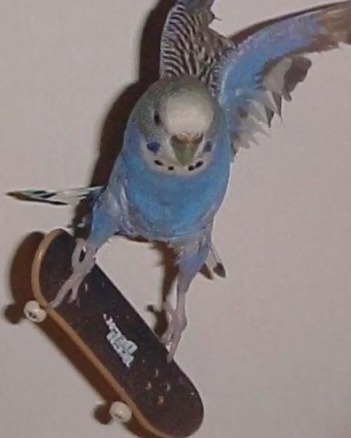 A parrot humorously rides a mini skateboard mid-air.