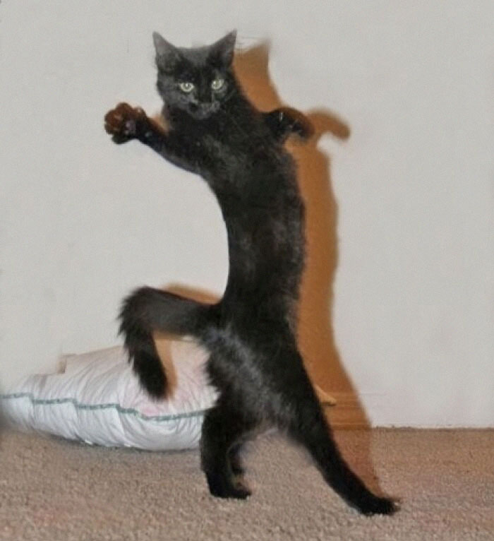 Funny photo of a black cat standing upright with an elongated body, striking a unique pose.