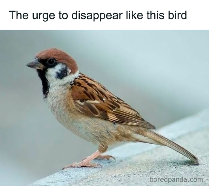 Sadcastic meme: Sparrow expressing the urge to disappear.