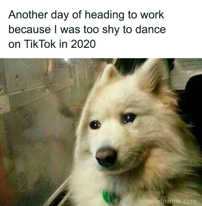 Fluffy dog with 'sadcastic' meme text, reflecting on missing TikTok dance fame.