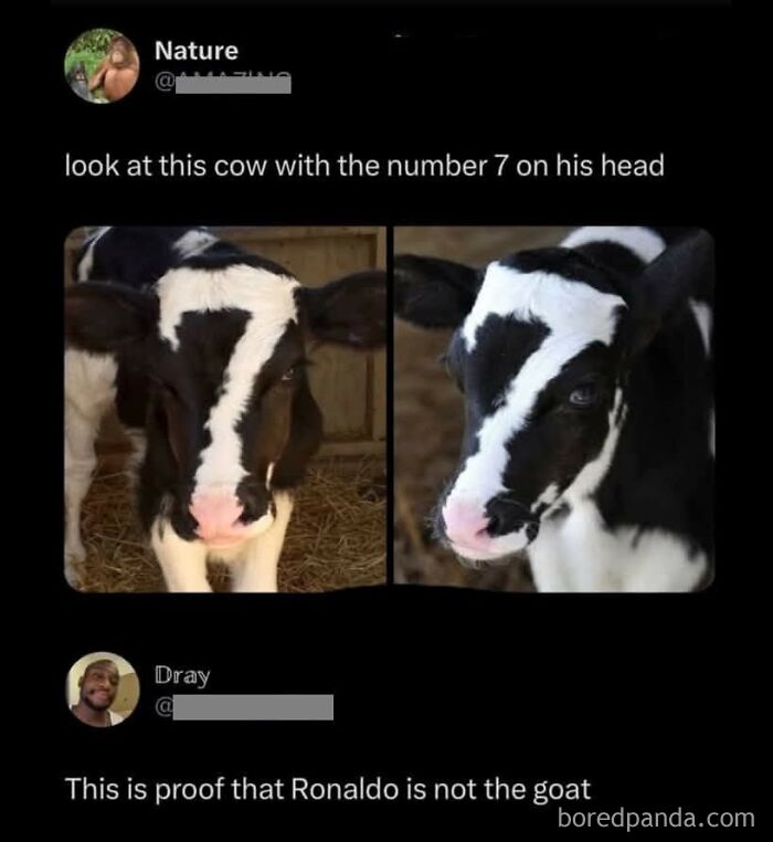 Cow with a number 7 pattern on its head, part of a sarcastic meme referencing goats and Ronaldo.