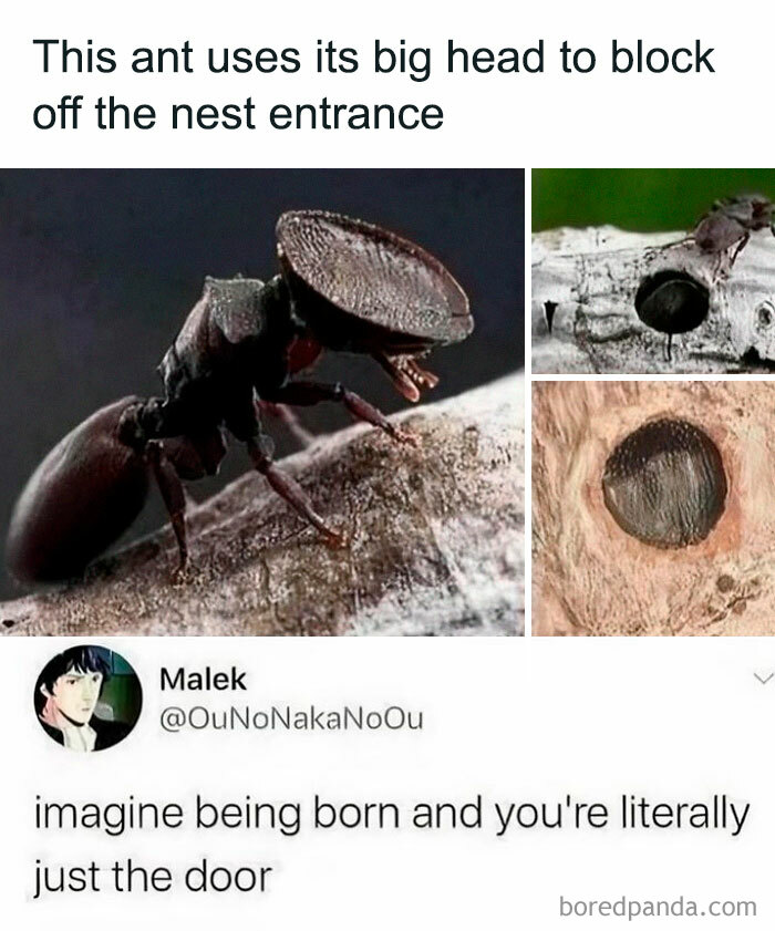 Ant meme highlighting sarcasm with an insect using its head to block a nest, captioned humorously as being born to be a door.