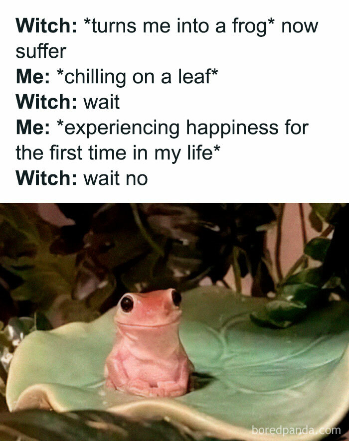 Funny meme of a content frog on a leaf, subverting expectations of a witch's spell going wrong.
