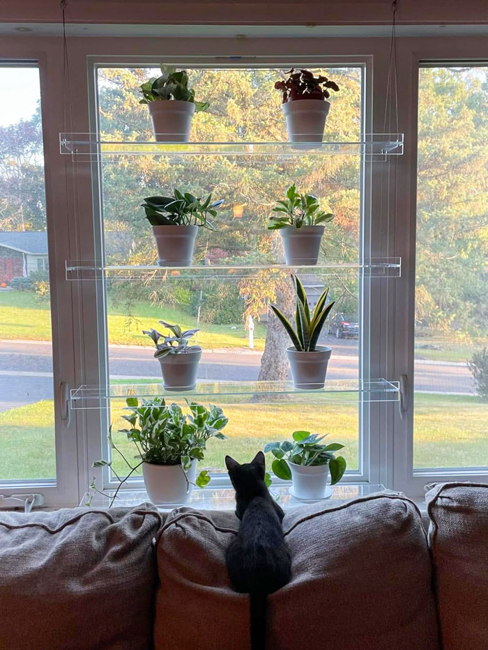 Black cat on a couch looking at potted plants on window shelves, capturing "love at first sight" moment.