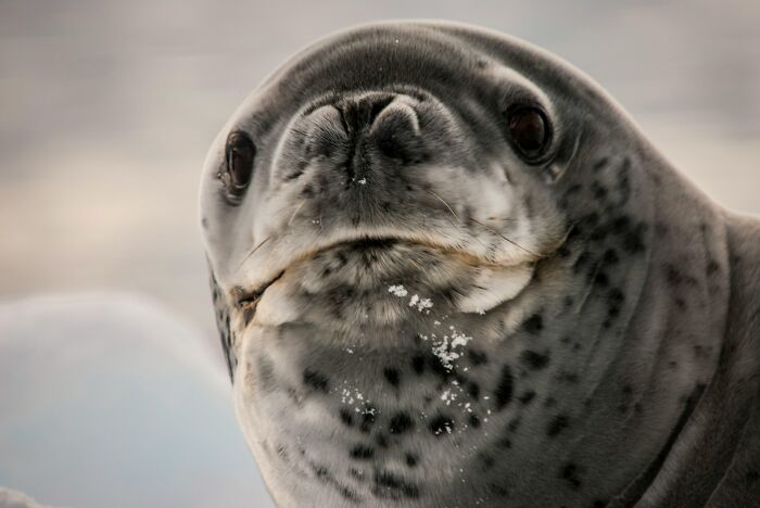 Seal close-up with snow on snout, representing unexpected lifetime supply winner.