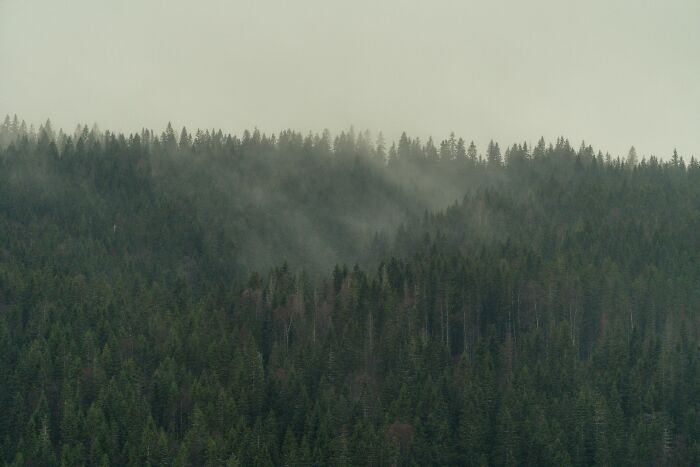 Fog covering a dense forest, evoking the dark side of history.