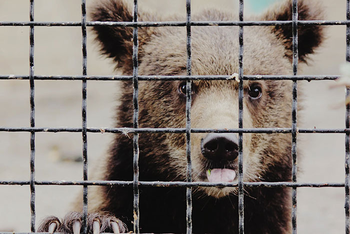 Bear cub behind metal bars looking through with curiosity.