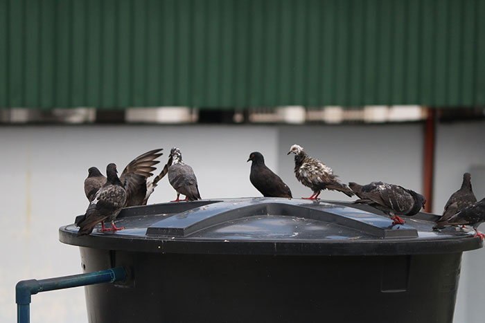 Pigeons gathering on a restaurant kitchen bin lid, illustrating unsanitary conditions witnessed in restaurant operations.