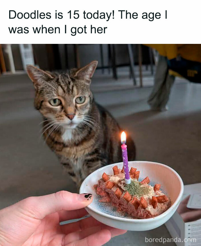 Tabby cat with a birthday cake, celebrating a positive and uplifting moment with a lit candle.